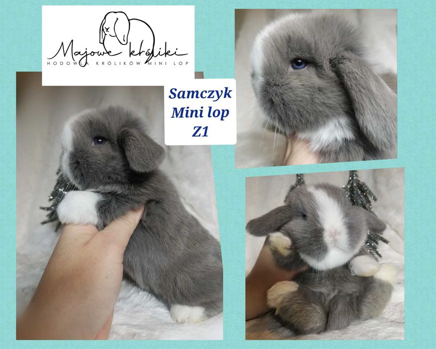 Królik króliczek mini lop hodowla zarejestrowana 910-P