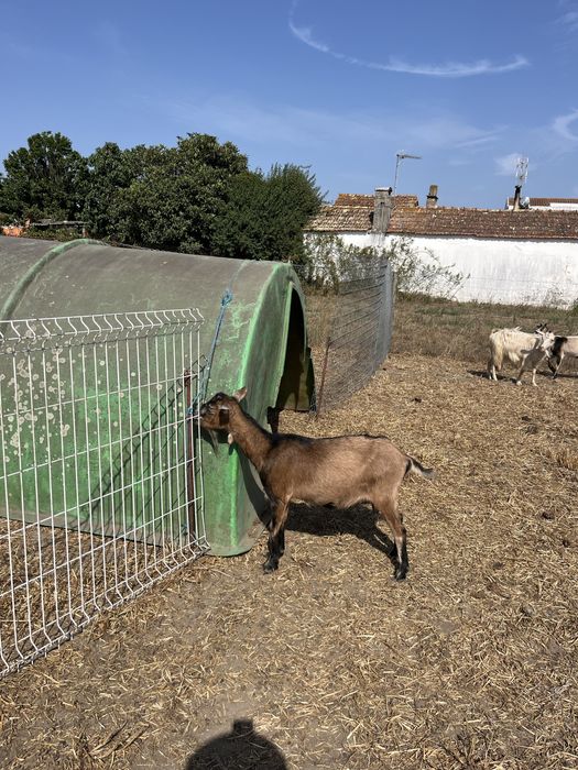 11 cabras e um chibo