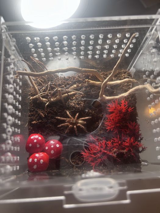 TANIO Terrarium  dla zwierząt NA ZAMOWIENIE skakun, ptasznik itd