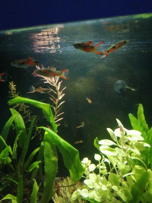 Krewetki na kranówce głównie czerwone