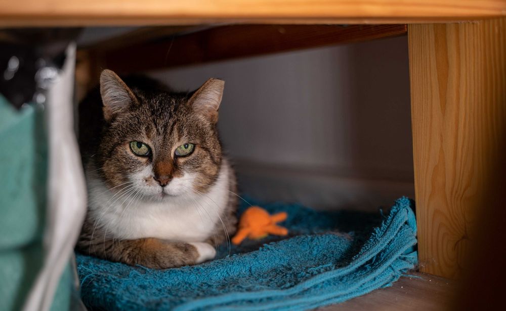 Szpilka szuka domu! Fundacja "Stawiamy na Łapy"