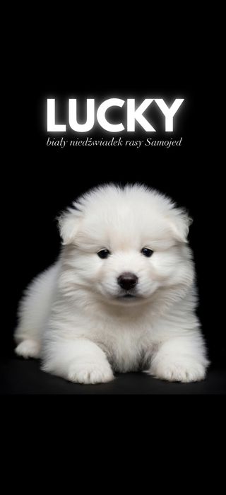 Biały lisek rasy Samojed