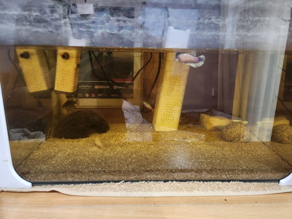 Vendo aquario com os peixes urgente
