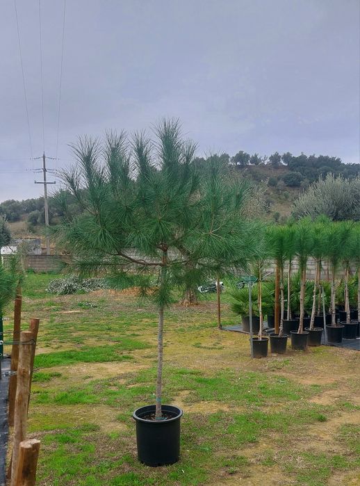 Lote 30 pinheiros mansos 1.70/1.90