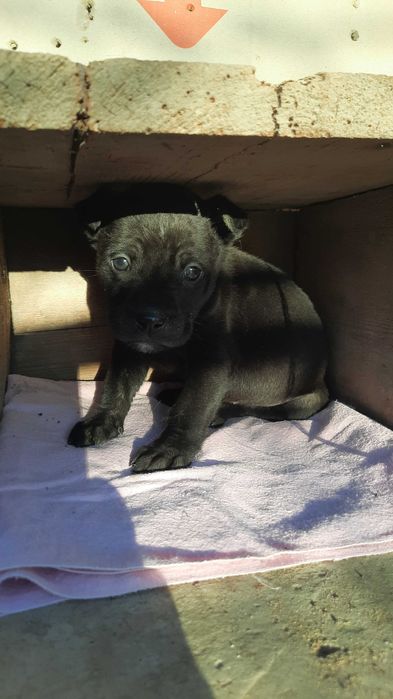 Маленький друг у добрі руки