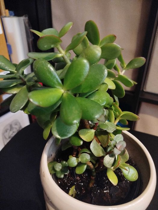 Suculenta: Flor de jade, famosa por atrair prosperidade