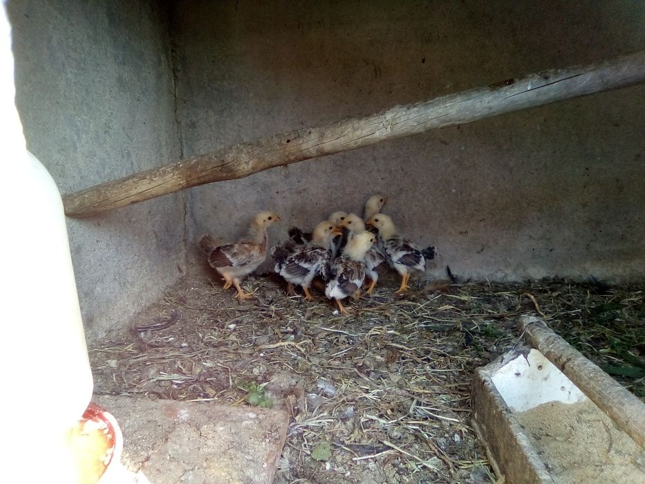 Cokichos de raça e frangos de raça grande