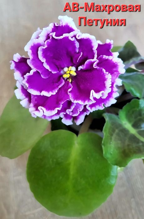 Сортовые фиалки, Взрослые растения и детки