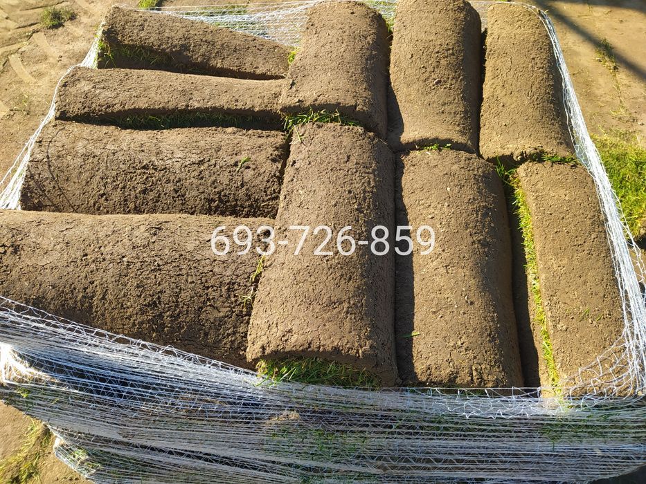 Trawa z rolki - Producent trawy z rolki