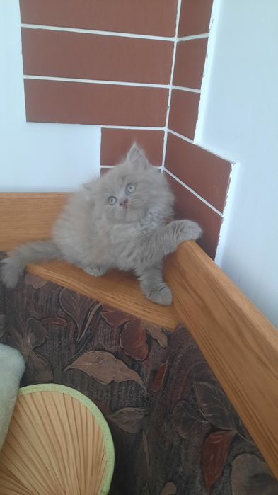 Кошенята британці хайленд