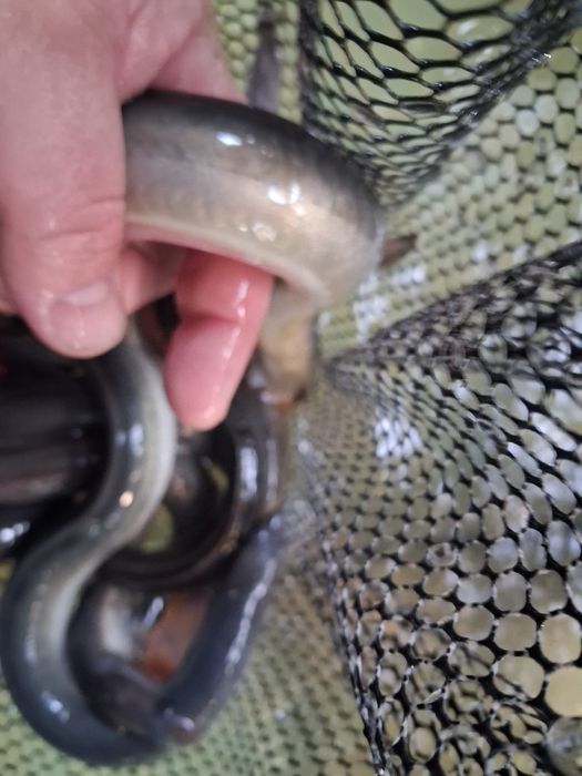 Narybek amur tołpyga lin karp