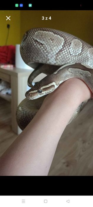 Python Samiec 6 letni