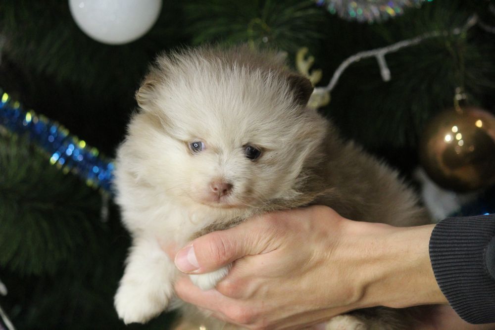 Девочка стандартная , шпиц  лилово шоколадная