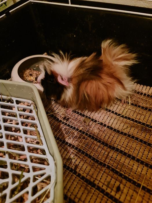 Świnka morska rozetka samica 2 miesiące