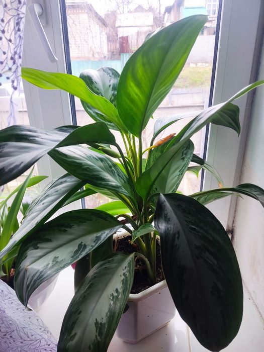 Aglaonema Silver Bay
