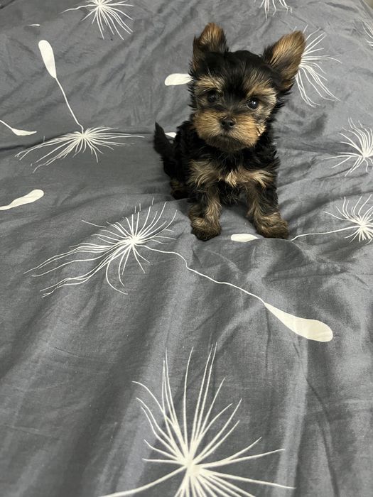 Yorkshire terrier  piesek