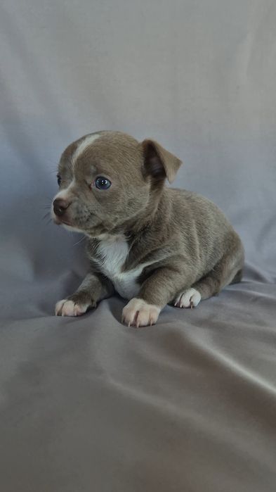 Liliowy chłopczyk chihuahua z rodowodem