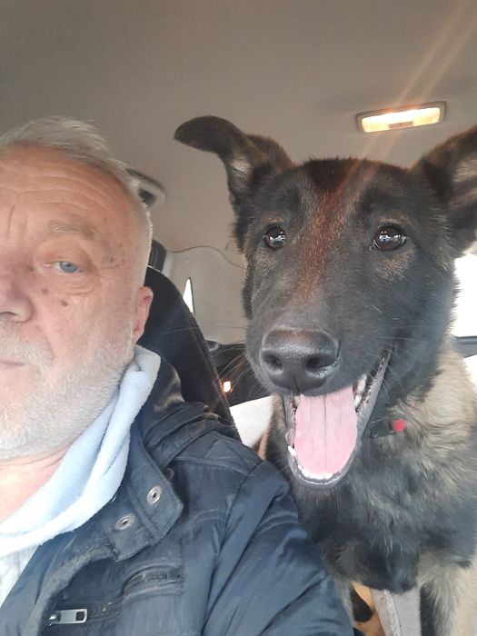 Бельгійська вівчарка