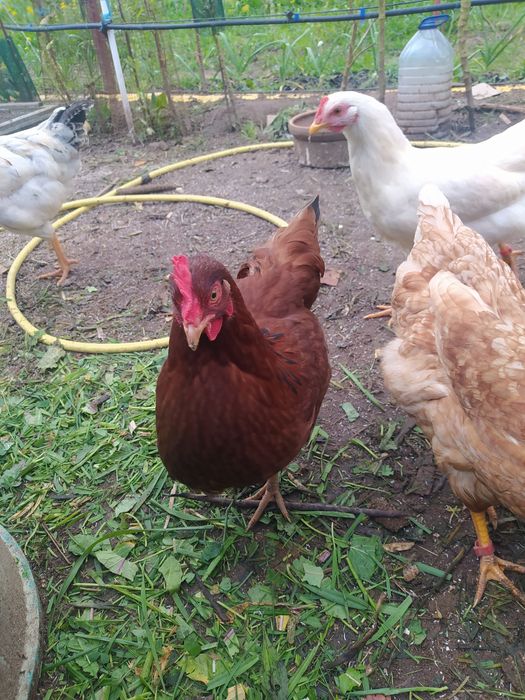 Ovos Galinhas Caseiras, Criadas  campo