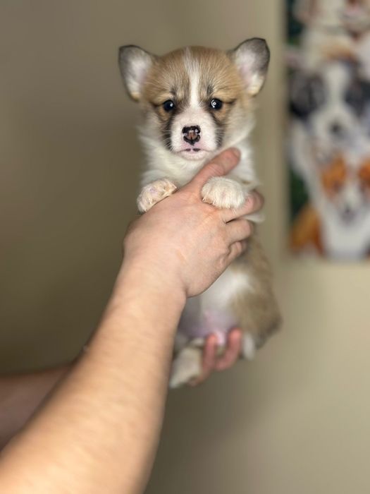 Шикарні цуценята Коргі. Вельш коргі пемброк. Гарні цуцики.