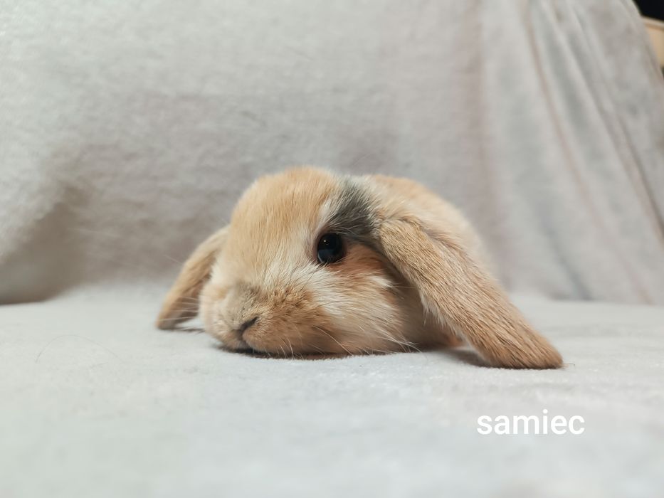 Królik karzełek baranek minilop króliki karzełki baranki CENA CAŁKOWIT