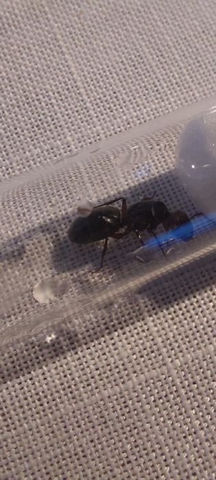 camponotus herculeanus