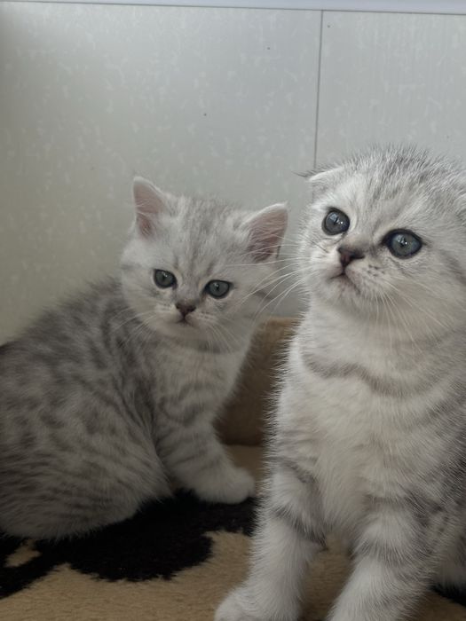 Найкращі кошенята