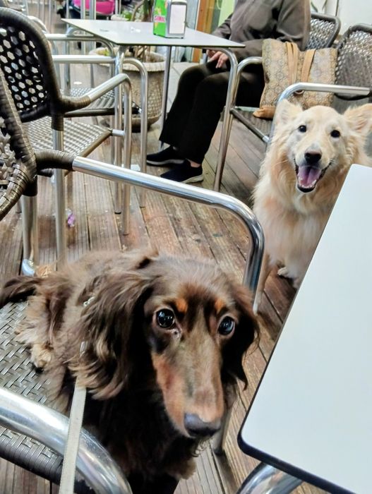 Petsitting & Dogwalking