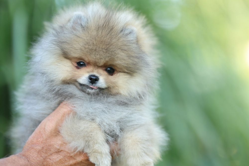 Szpic miniaturowy pomeranian - mały miś !