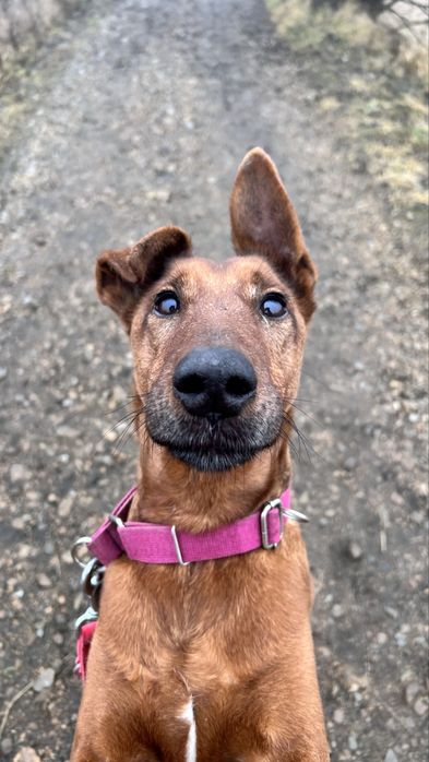 KIRO - piękny pies do adopcji