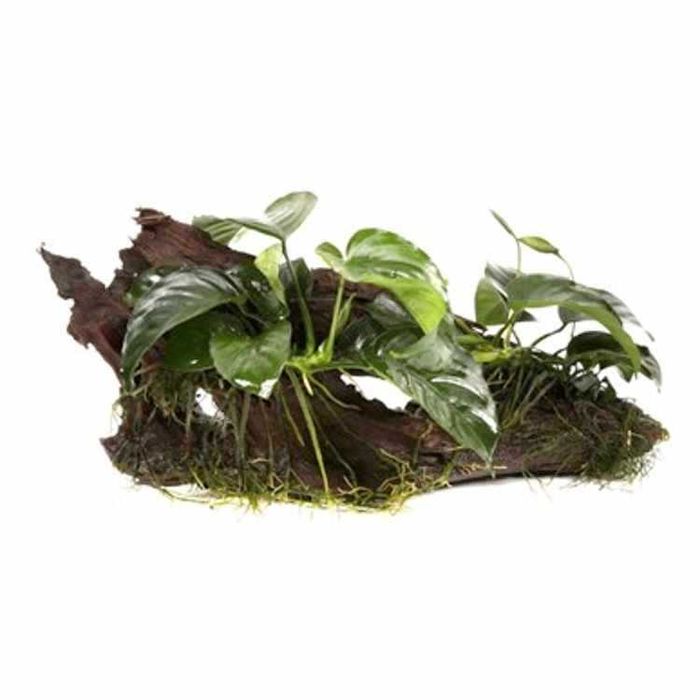 Anubia Barteri nana - Planta Aquática