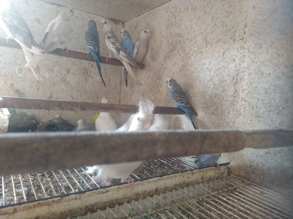 Caturras Brancas e Pérolas de Face Branca Canela