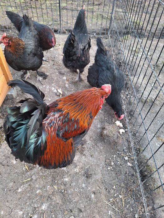 Jaja legowe kur marans maransy