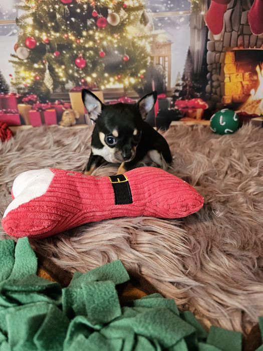 ***Chihuahua piesek biszkopt tricolor czarny xs ***