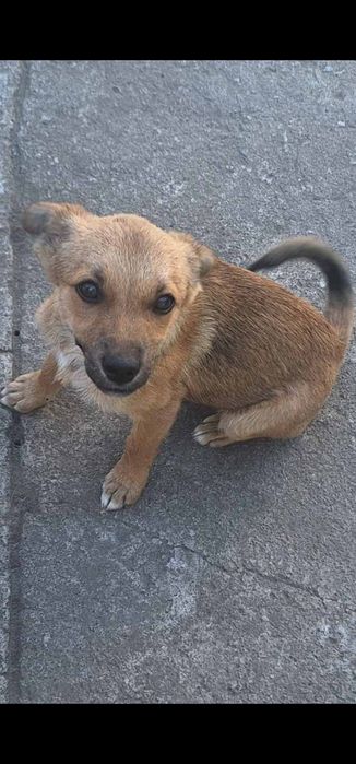 Собака маленькая. Пёс. Щенок. Щенки бесплатно. Даром.