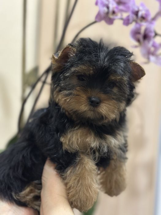 Йоркширський терьєр