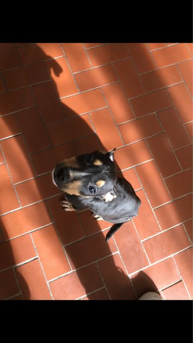 Cachorro de 3/4 meses para doacao