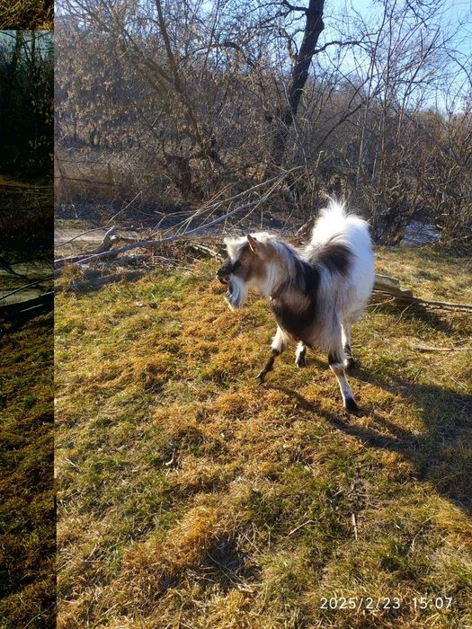 Продам кози великі і малі