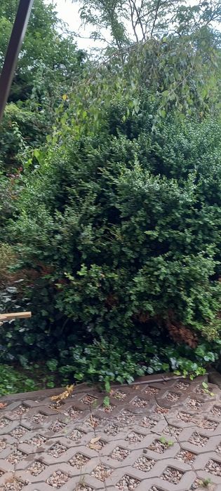 Bukszpan wiecznie zielony,2m