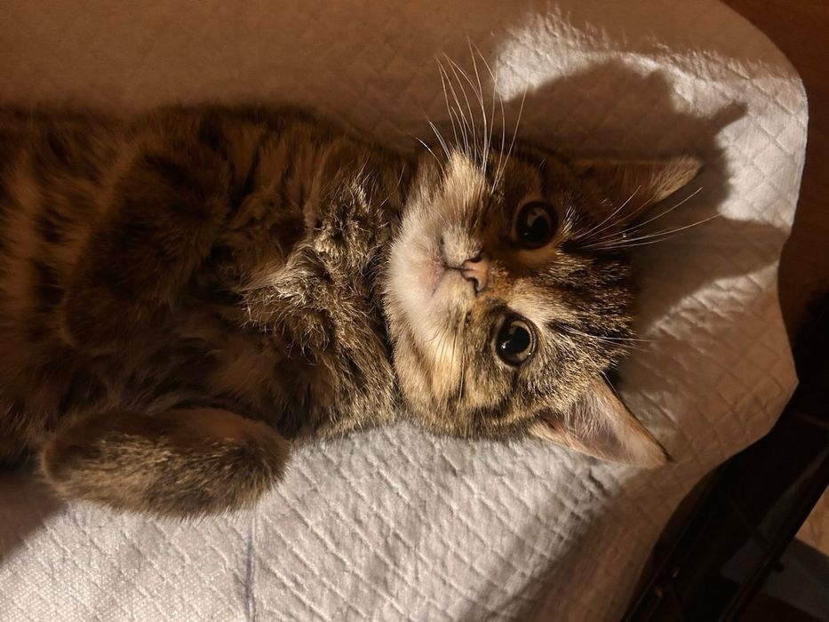 Kociaki w dwupaku zaczynaja rozglądac sie za nowym domem !