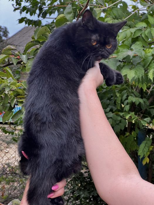 Кошечка Черный солид