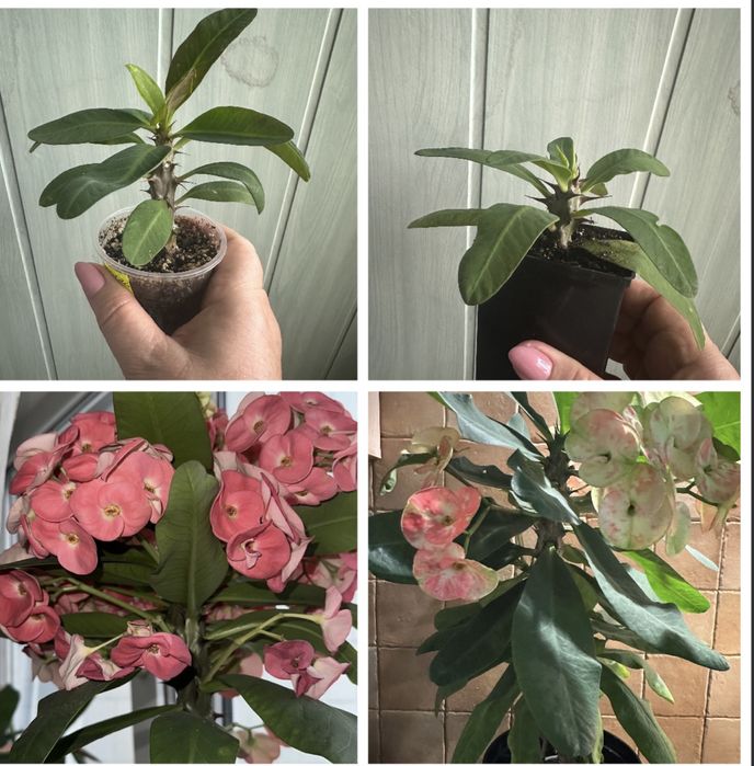 Молочай Міля, велика дуже гарна рослина