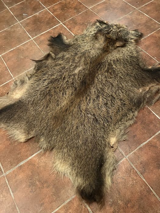 Skura dzika trofeum myśliwskie