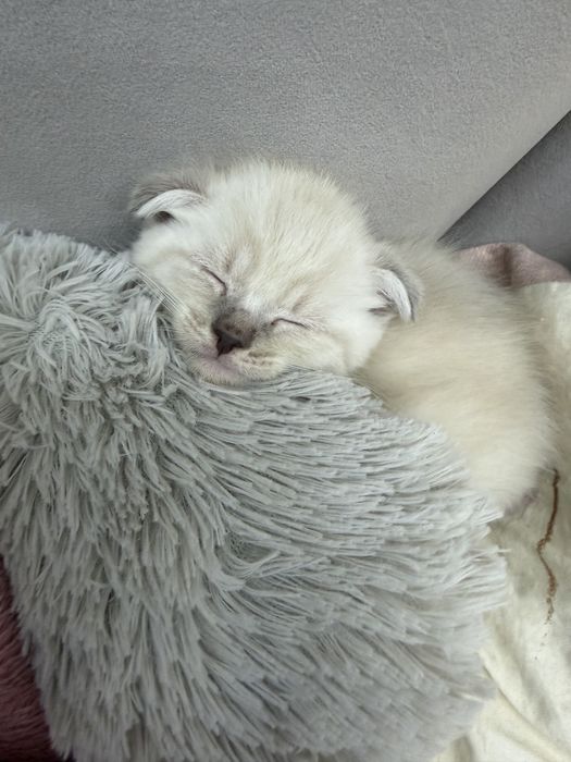 Котята скотиш фолд