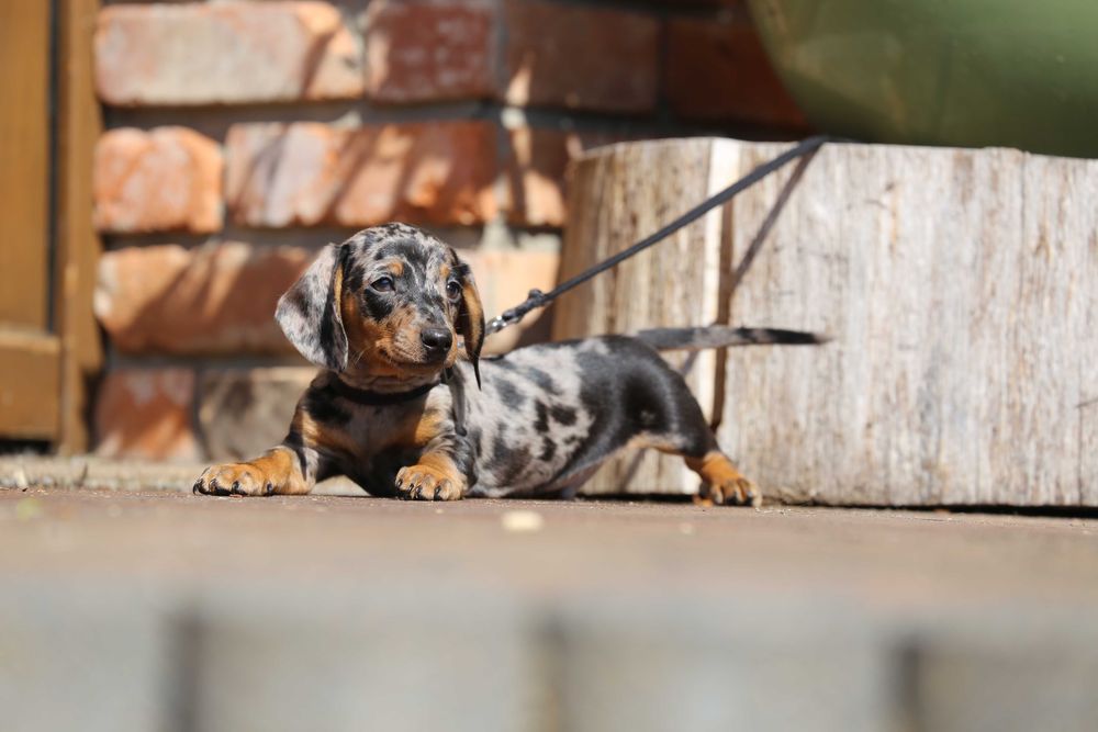 Jamnik blue - merle szczeniak