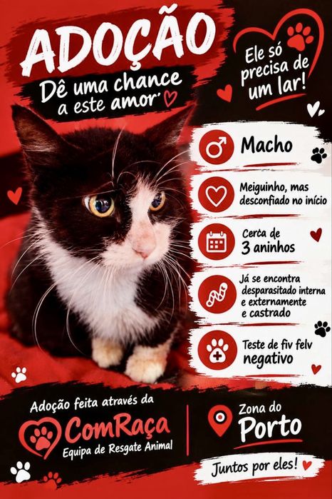 Gato para adoção responsável