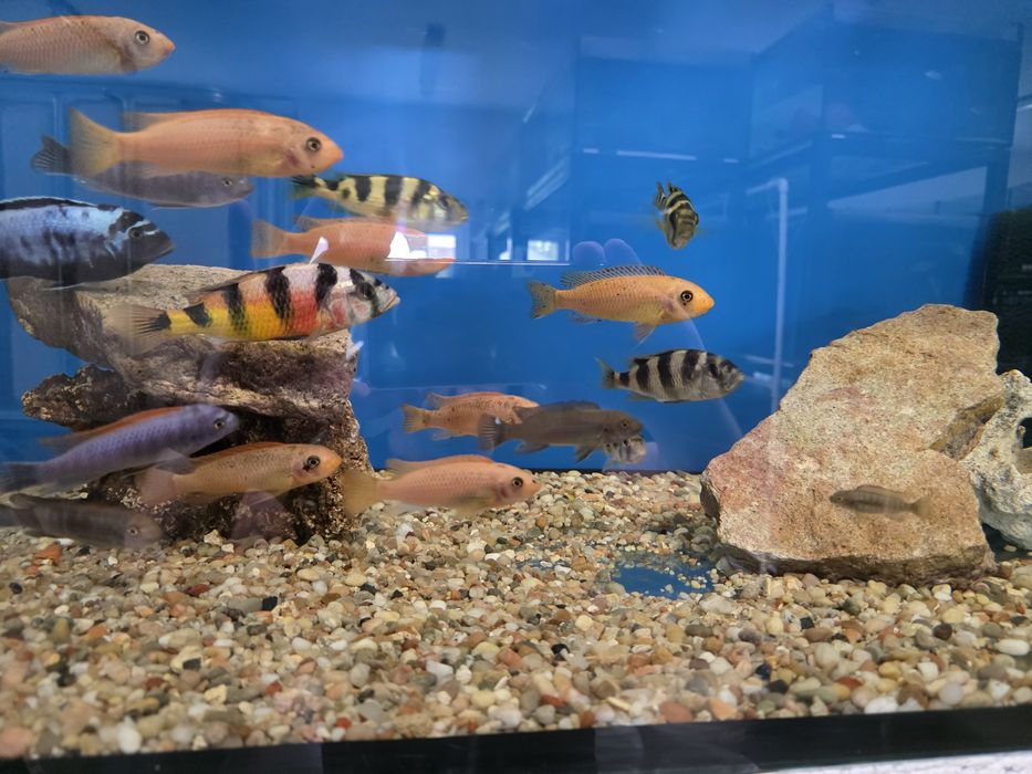 Astatilapia Latifasciata