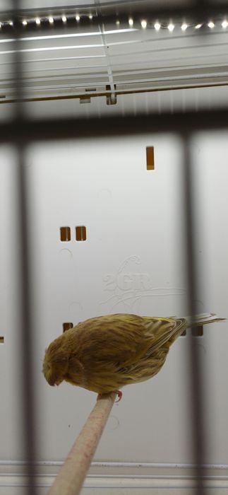 Kanarki Gloster samica nr 13, 17