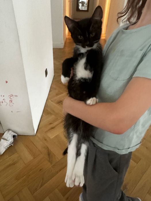 Kotki szukają nowego domu