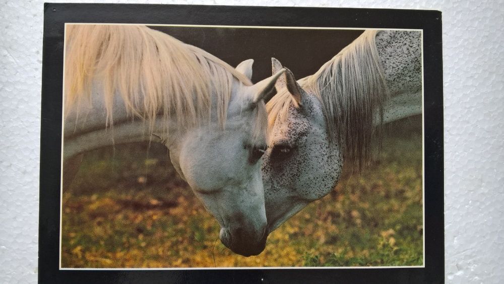 konie-śliczna pocztówka /bez obiegu/